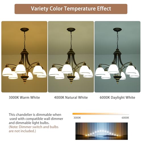 6 Light Chandelier
