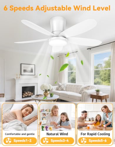 Ceiling Fans with Lights