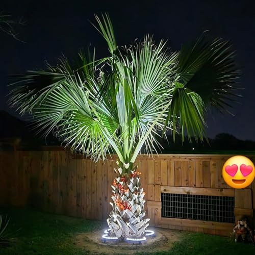 Solar Palm Tree Lights Outdoor