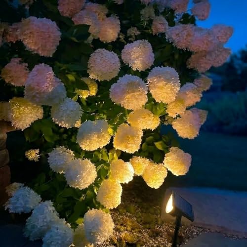 Solar Lights Outdoor Waterproof IP65 (6 Count)